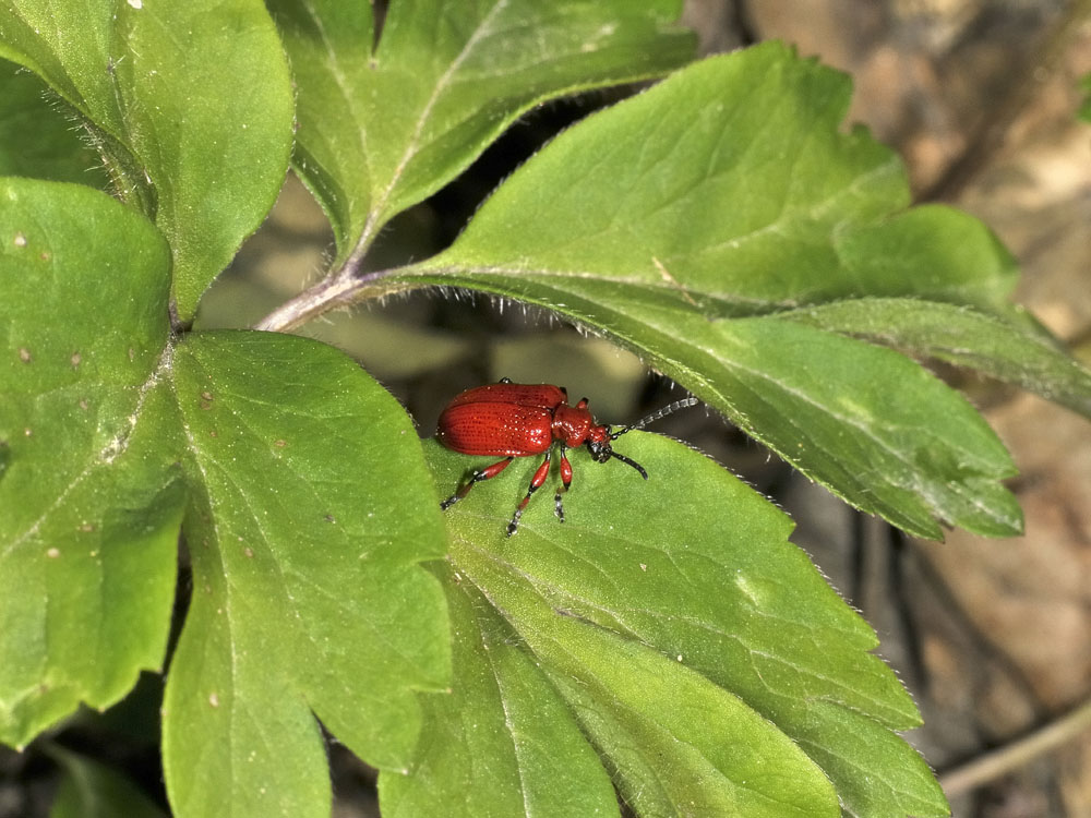 Lilioceris merdigera (Chrysomelidae)